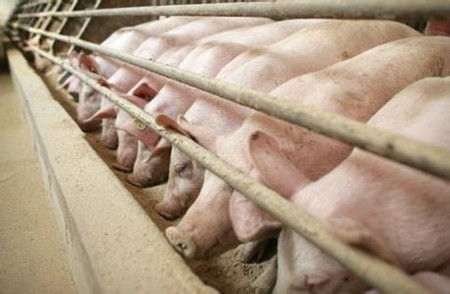 2016 年世界生猪产业发展情况及2017 年趋势
