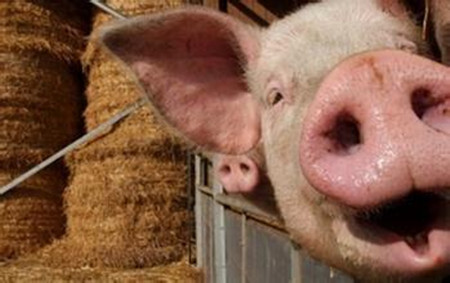 猪用支原净与盐霉素合用引起猪中毒病例