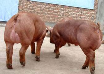 种猪市场迎来高潮期 养殖户需透析风险与机遇