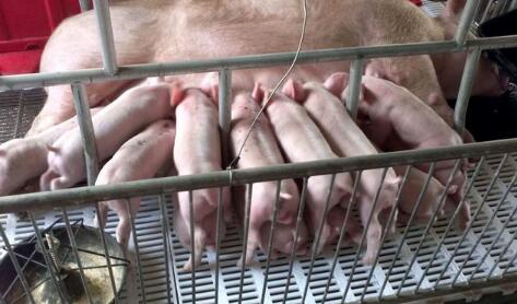 全国能繁母猪存栏下降，规模场却在不断扩充母猪