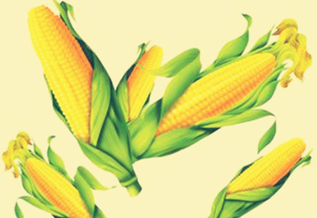 玉米价格有波动！玉米市场又将出现“分化”？