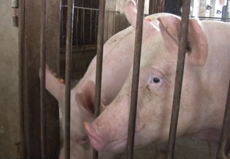 为何加大农场能一直保持猪群伪狂的阴性，他们是怎么做到的？