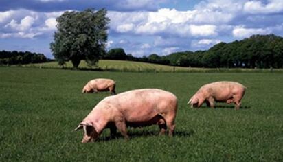改革势在必行，资本进驻养猪业可能将破解猪周期？