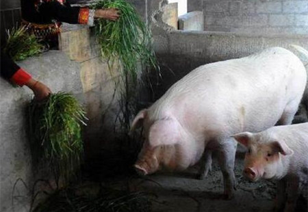 规模化猪场寄生虫病防治中的几个问题