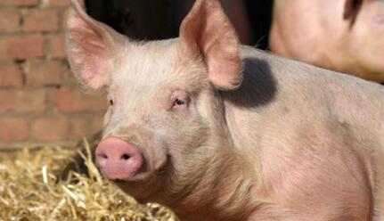 春季猪呼吸道疾病综合征对猪群健康的影响