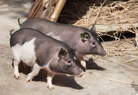 “克隆猪”在深圳市动物园首次展出