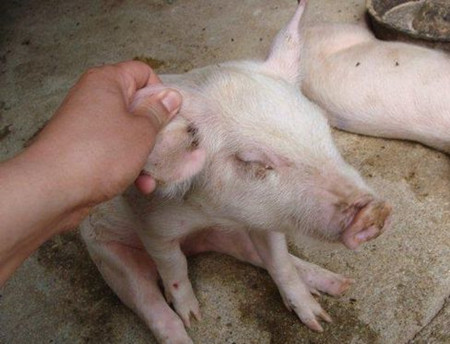 猪寄生虫病应该怎样防治？
