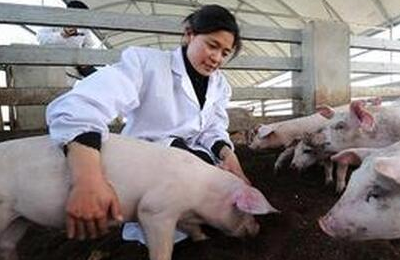 猪水泡病与猪口蹄疫的鉴别与诊断方法