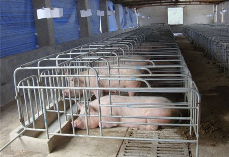 限位栏对母猪的健康有哪些伤害？