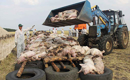 农业部办公厅关于进一步加强非洲猪瘟风险防范工作的紧急通知