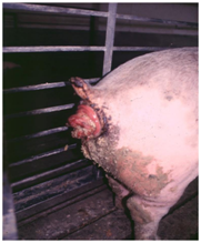 猪场隐形杀手—霉菌毒素