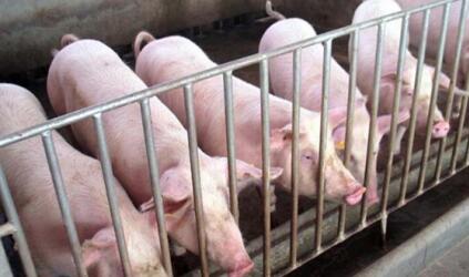 预计随着未来猪肉消费量逐步恢复，猪价会恢复性上涨