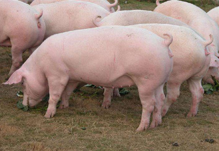2017年4月20日全国各地区种猪市场最新价格行情