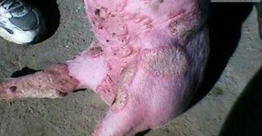 猪玫瑰糠疹病的综合分析