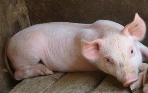 猪价逼近15元/公斤 养殖户防线或崩溃 价格继续回落！