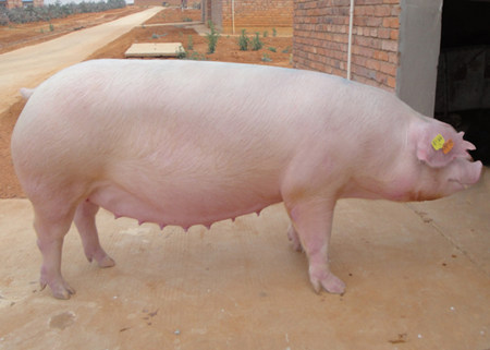 养殖户应了解的种母猪挑选方法