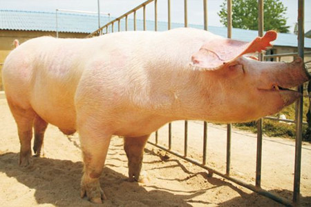 种公猪的营养管理对其精液质量的影响