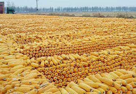 东北玉米市场价格同比跌幅超两成