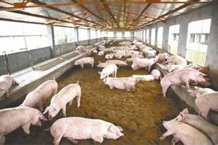 如何看待养猪业的“阶段性投机价值”？