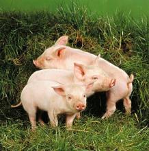 常见猪病诊断十步走，养猪人值得收藏！