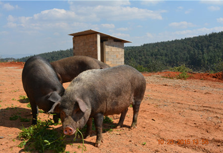 浙江农科院育出新种质“金乌猪”