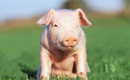 猪价正在探底，跌至去年来最低，仔猪价加速下跌