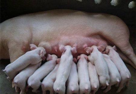 二胎综合征的根源在于一胎母猪