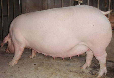 怀孕母猪霉菌毒素中毒案例，你的养猪场碰过吗？