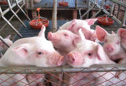 每个养猪场都有的疾病，了解本病比做疫苗更重要
