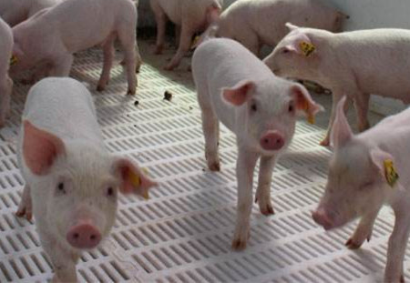 罗牛山：再发展多个现代化猪场 提供订单式种猪服务
