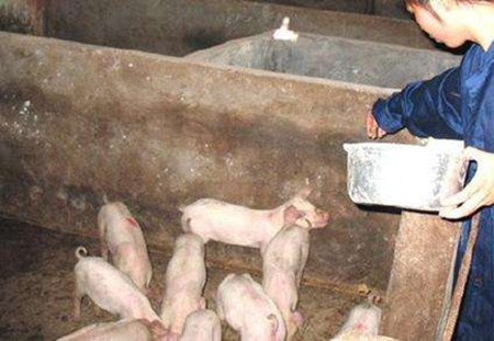饲料作假手法层出不穷，众多养猪户被假劣产品坑骗