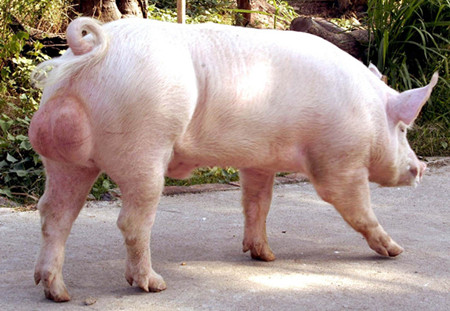 种猪管理上的五个漏洞 公猪养殖注意事项