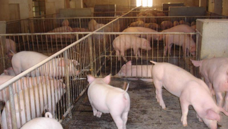 未来怎样的养猪人最赚钱?50-100头母猪规模的夫妻场吗？