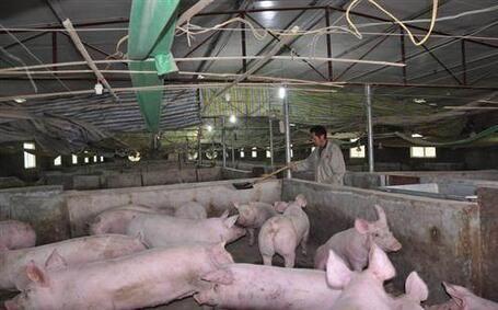 年出栏肥猪1500头 养殖户给大企业做生猪代养能挣多少？