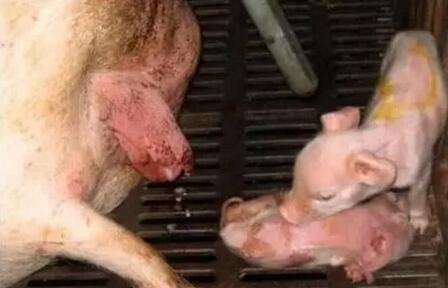 母猪子宫炎在规模猪场发生的原因和对策