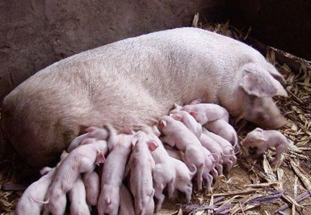 母猪饲养管理要点，让猪场“生产机器”更挣钱