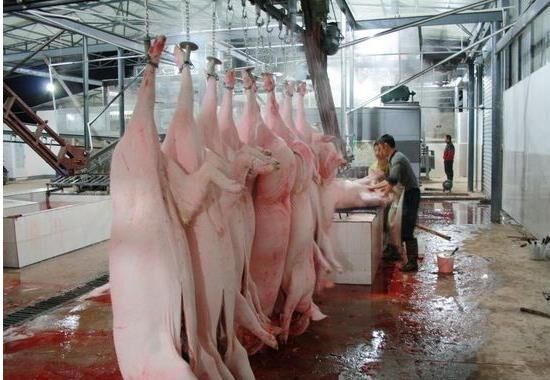 全国取缔3583个生猪屠宰点，对于农村养殖业是好事还是坏事？