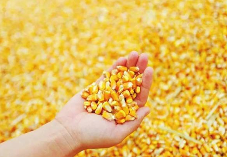 玉米供应压力预期 市场参拍心态趋于谨慎