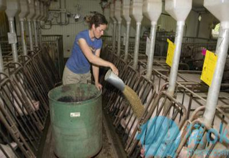 规模化养猪场中的设备该如何正确选择？