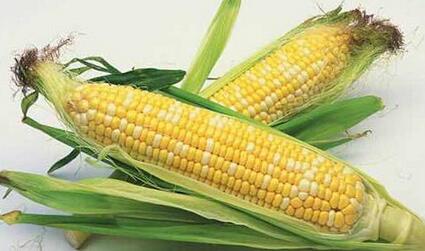 突破2000元/吨，新产玉米价格上涨在什么时候？