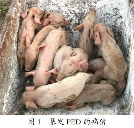 猪病毒性腹泻的诊断和检测技术