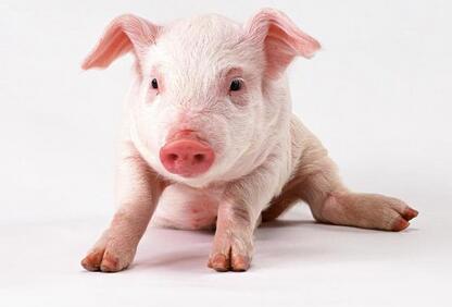 农业部：猪料禁用血浆等制品，这一道禁令又会带来什么样的影响？