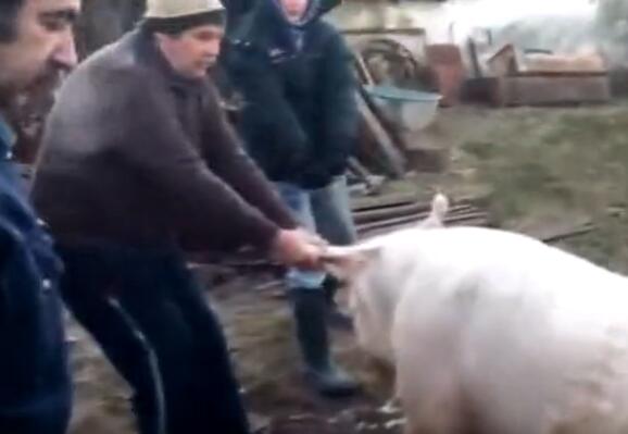 实拍俄罗斯农民杀猪，这手法你不服不行！
