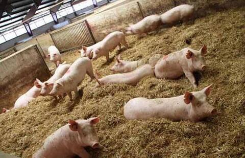 异位发酵床一次性达到猪场零排放要求 完美！