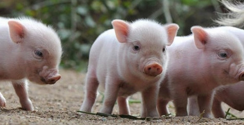 英国研究人员尝试给猪治病时弃用抗生素，改用噬菌体