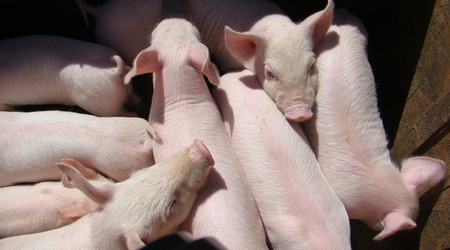 2016年中国生猪养殖育种行业市场现状及种猪进口情况分析