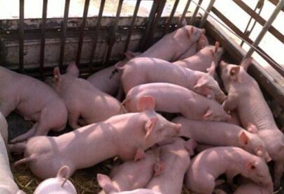 养猪人大可不必担心进口猪肉价格冲击我国猪价市场