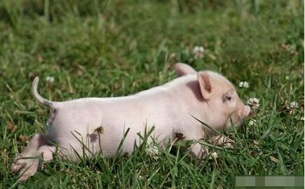 三种方法可以让产房小猪吃上饲料！