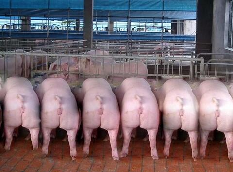 除了猪价预测之外，养猪户心里还应该想着什么？
