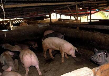 明知道屠宰场会对超重猪压价，养殖户为何还要养牛猪